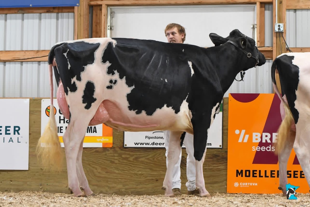 Venture Holsteins cow featured in The Venture Collection