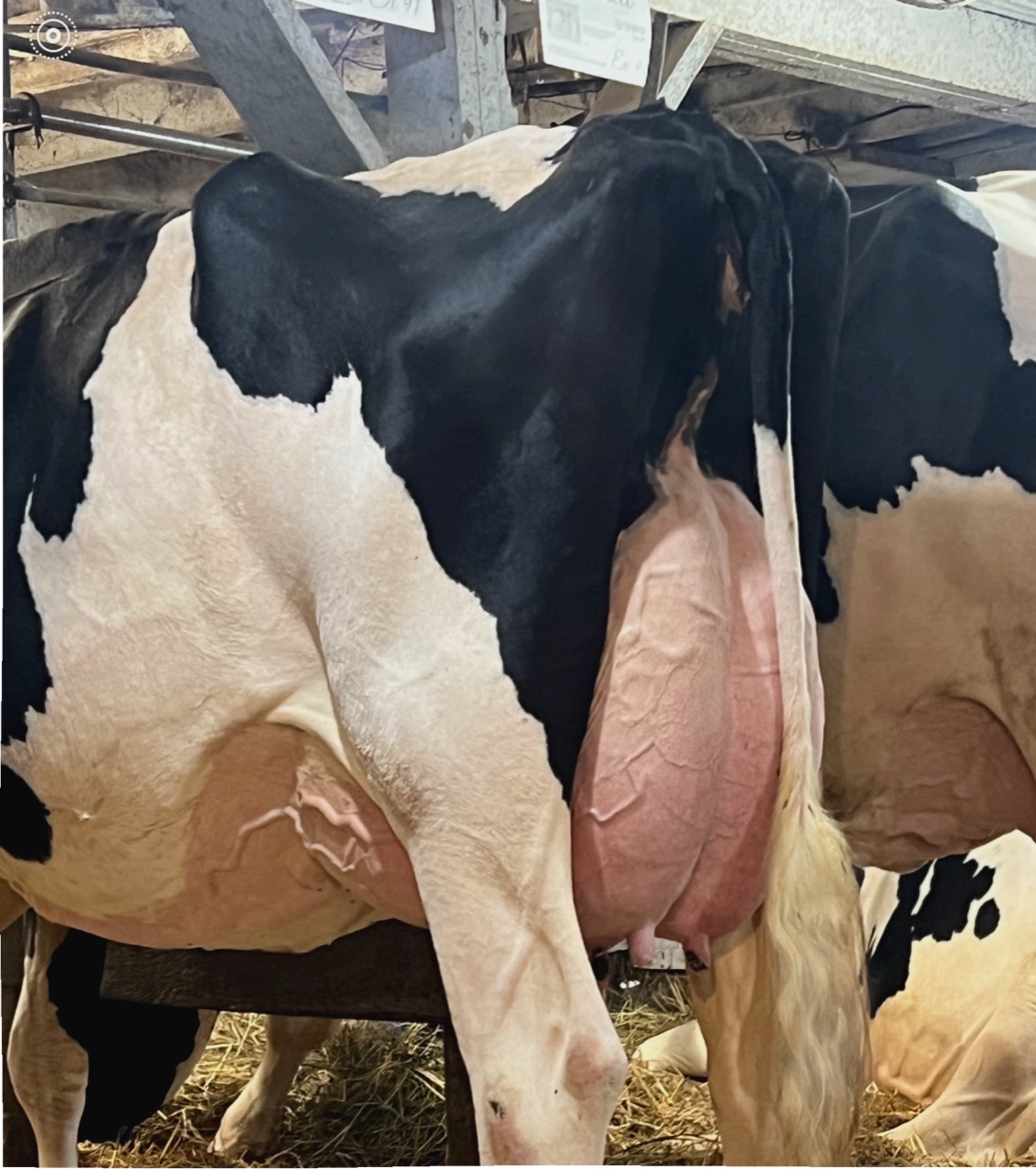 Venture Holsteins cow in the barn